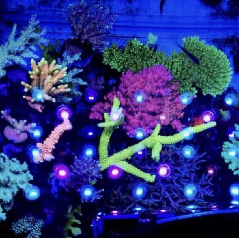 incrível pop coral com orphek atlatnik