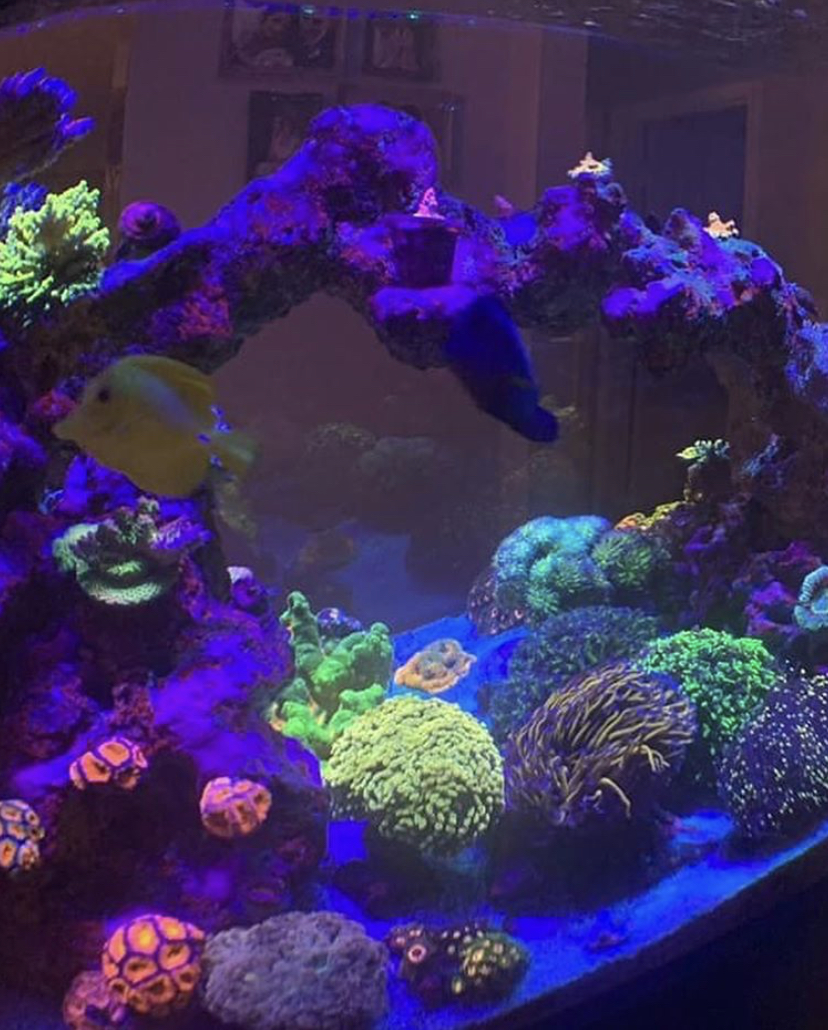 toppkvalitet korall pop led lampor orphek