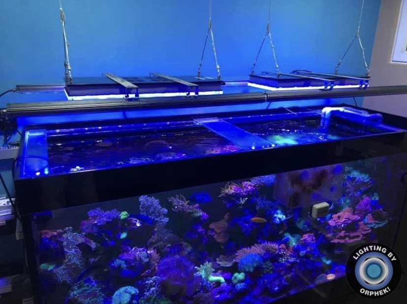 orphek atlatnik mejor arrecife LED luz 2021