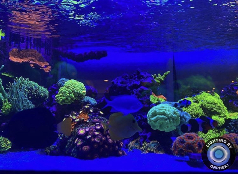 2021 melhor iluminação de corais de tanques marinhos