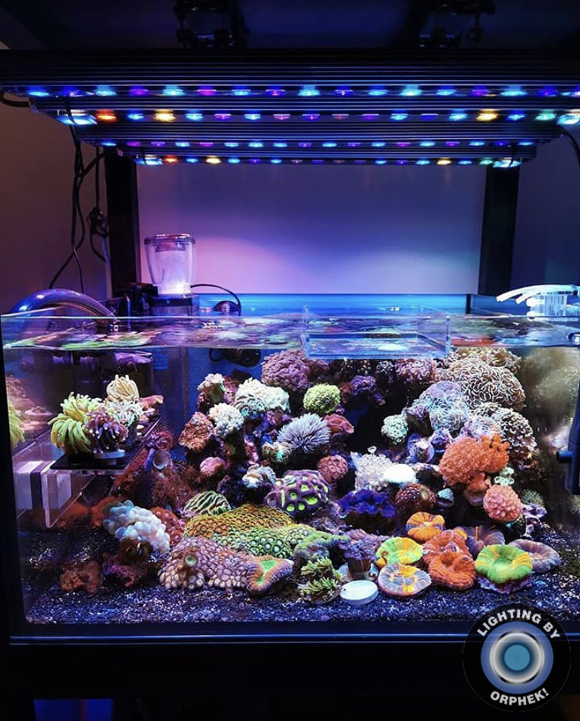 koralrev akvarium bedste LED bar 2021