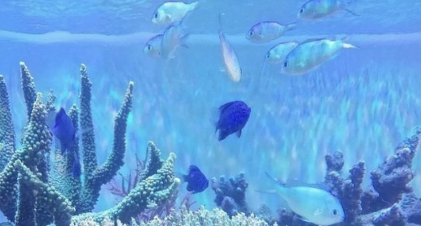светодиодные аквариумные рифы