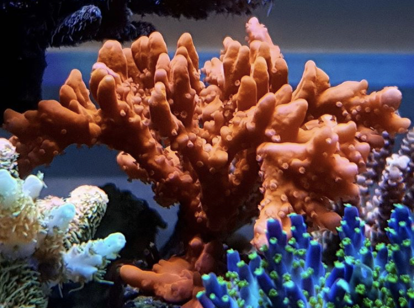sps korallpop förvandling efter