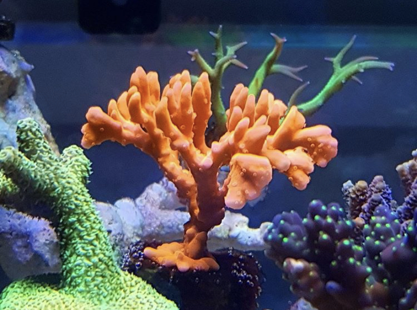 sps coral pop transformation tidigare