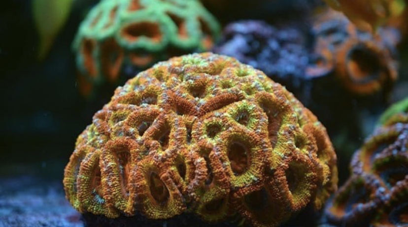 incrível crescimento de corais com iluminação LED orphek