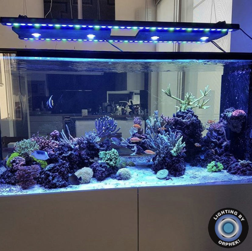 Reef Aquarium se beste geleide bars 2021