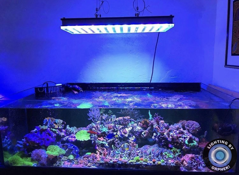 أفضل الشعاب المرجانية LED 2021 orphek atlantik