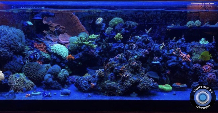 освещение аквариума с морскими кораллами