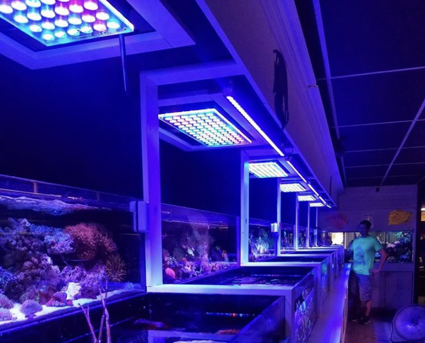 orphek reef aquarium melhor iluminação LED