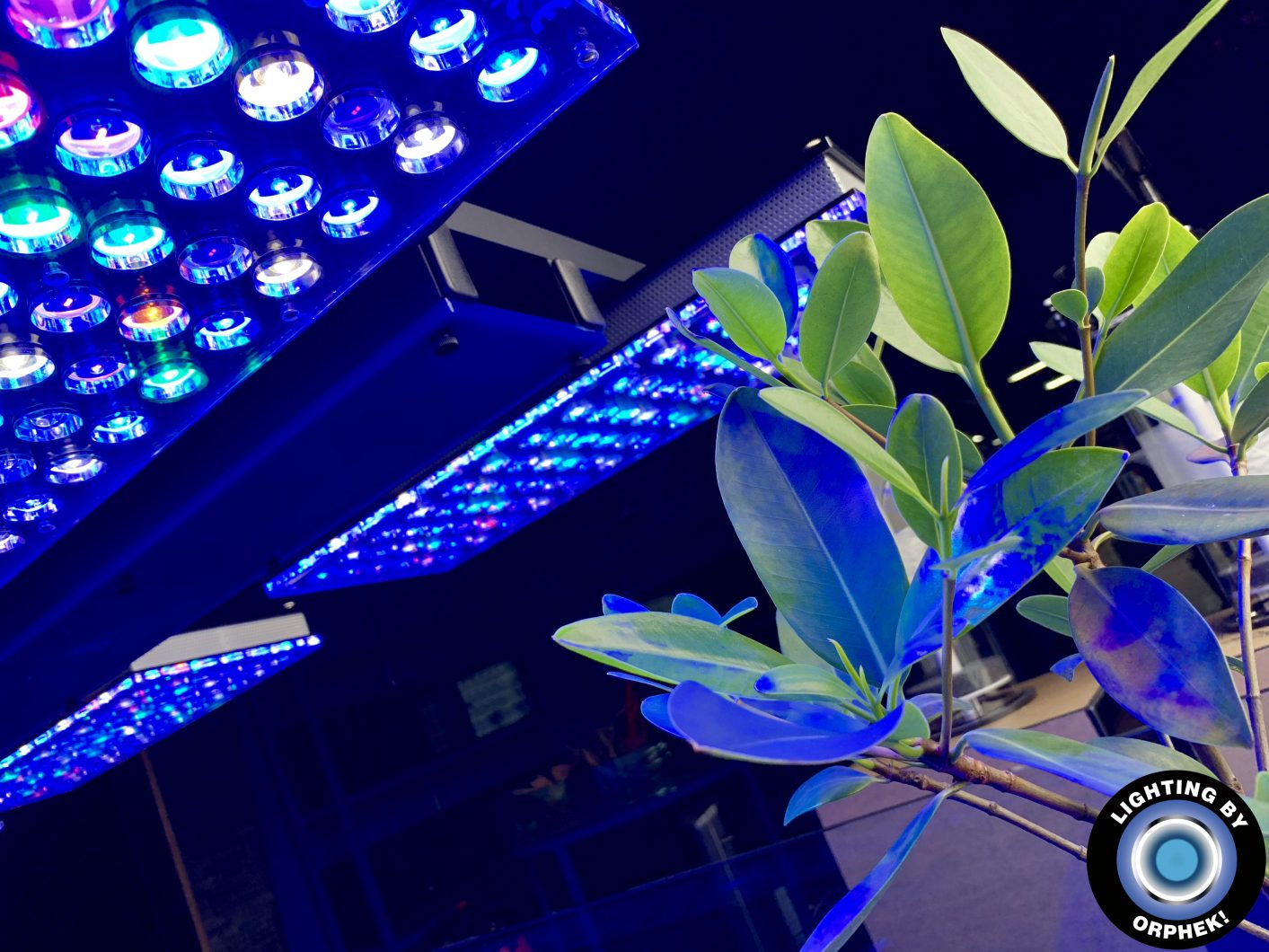 orphek atlantik beste rifaquarium LED 2021