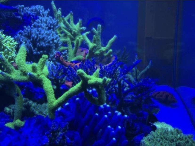 удивительные цвета коралла привели освещение
