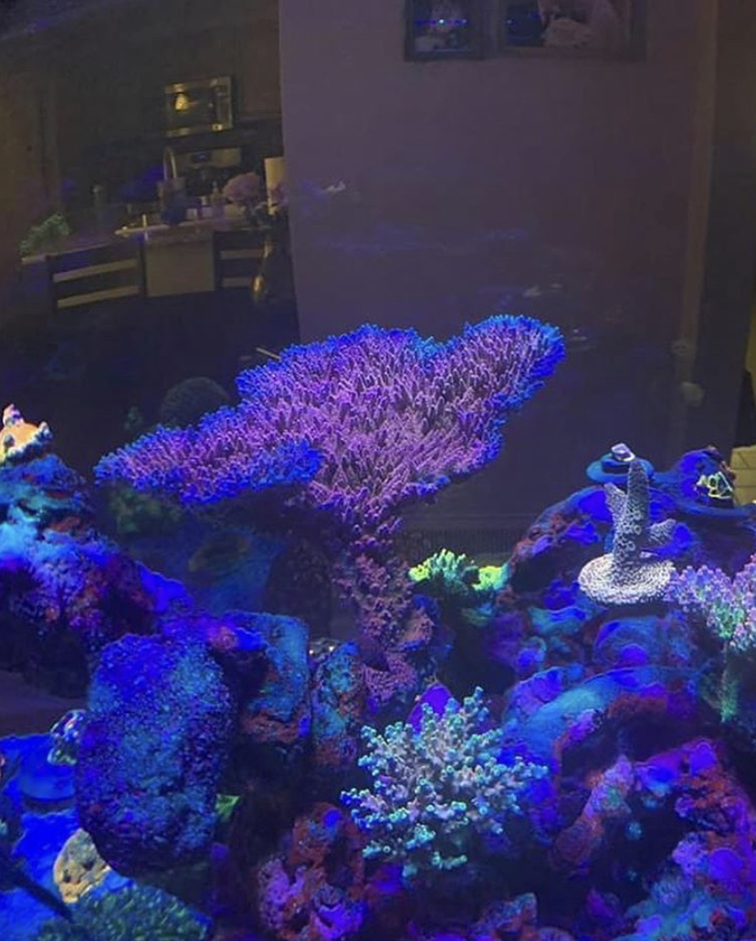 rev färgglada koraller bästa belysning