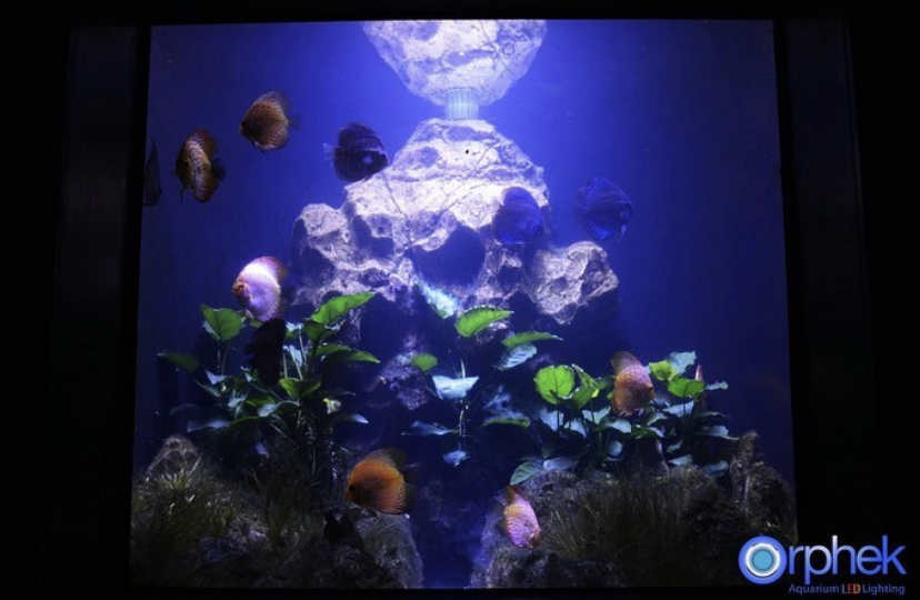 аквариум с пресной водой