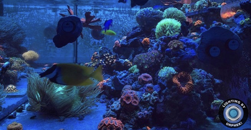 φωτισμός LED reef φωτός orphek