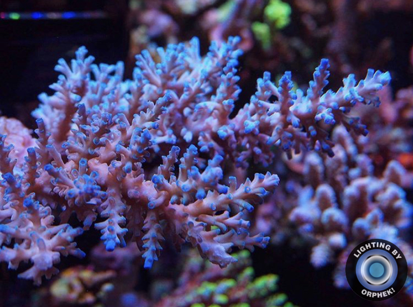 fantastisk lyserød lps reef koral