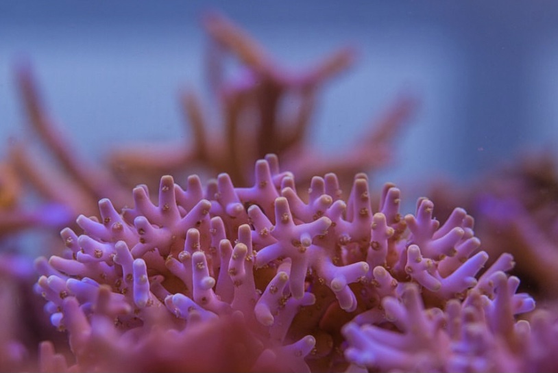 невероятный рост кораллов LPS