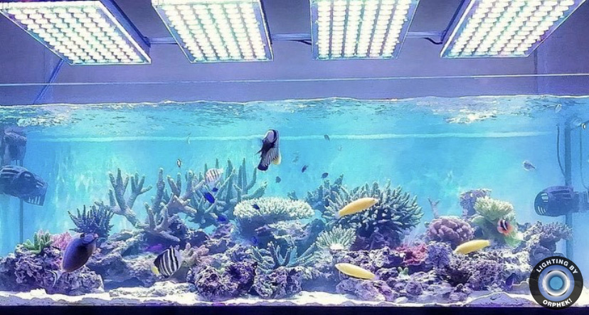 лучший общественный аквариум риф огни 2021