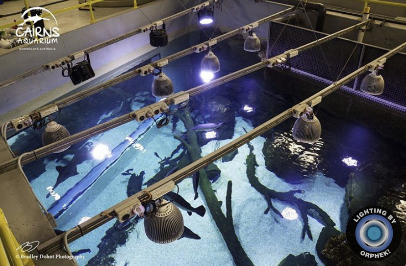 enormes LED de acuario de agua dulce