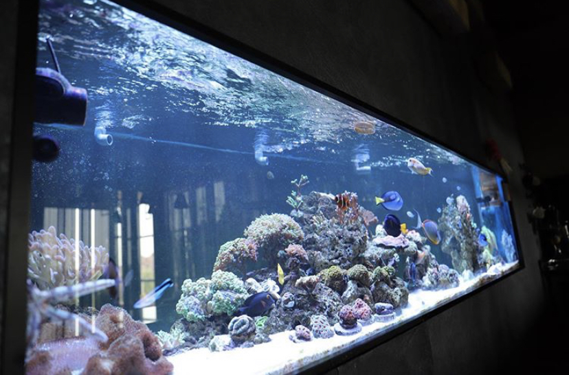 beste openbare aquarium led-verlichting 2021