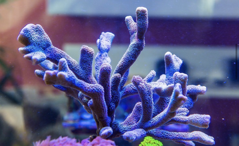 incríveis cores de coral com barra de led orphek