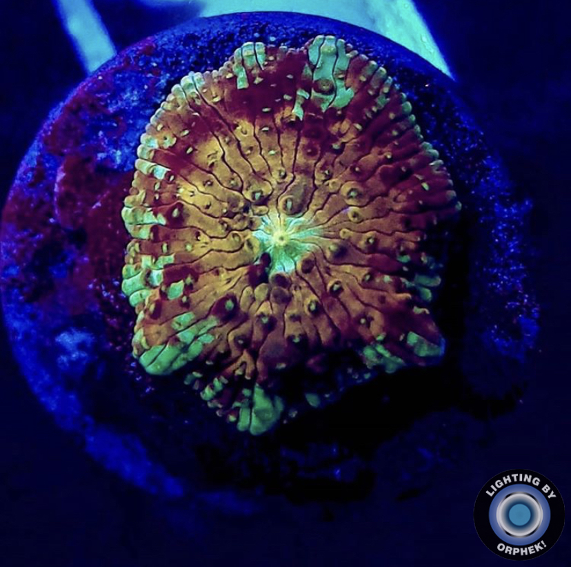 красивый коралловый поп от orphek atlantik v4