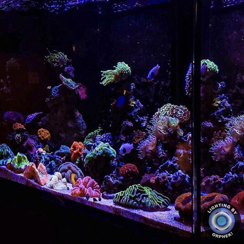 lindo aquário de corais lps
