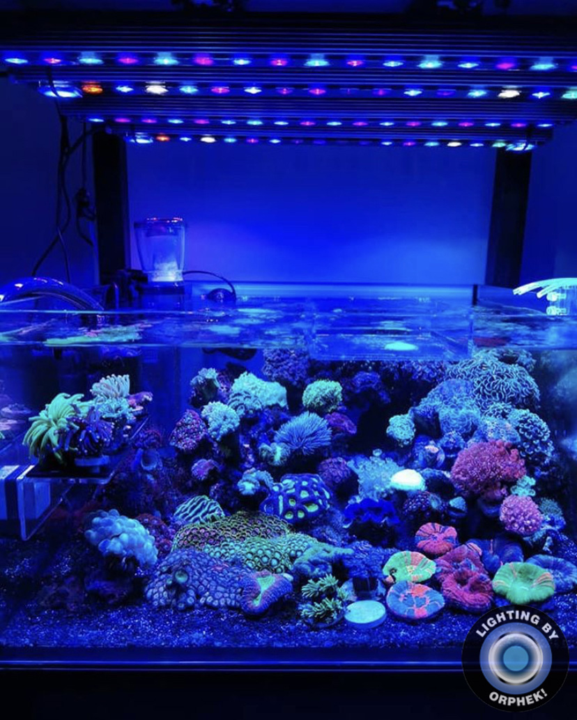 melhor barra de LED de aquário de recife