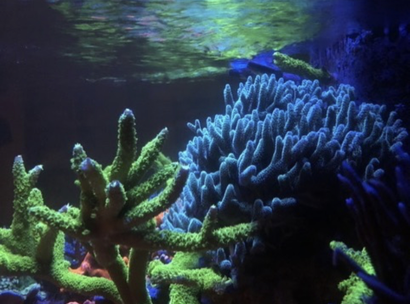 риф соленой воды светодиодные фонари
