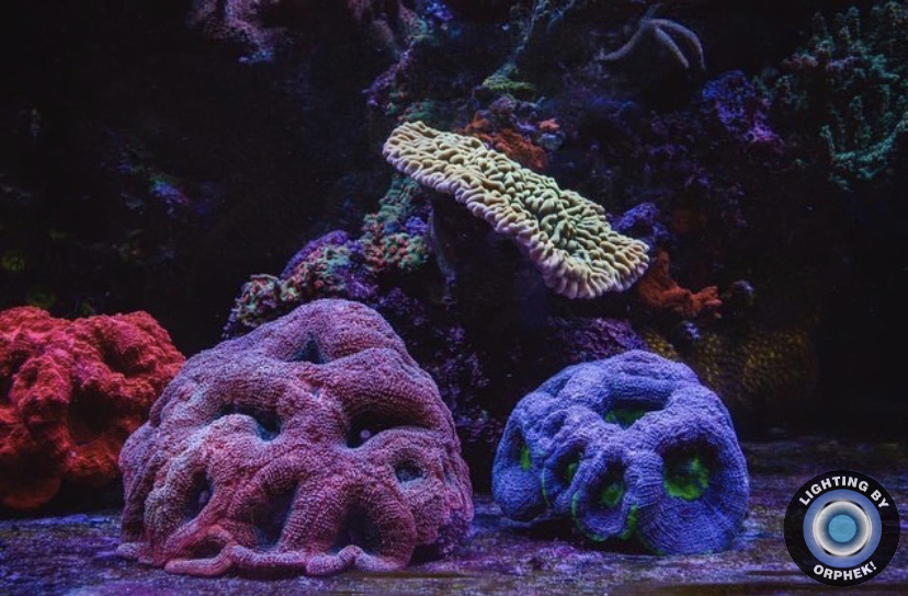 melhores luzes de corais de recife lps 2021