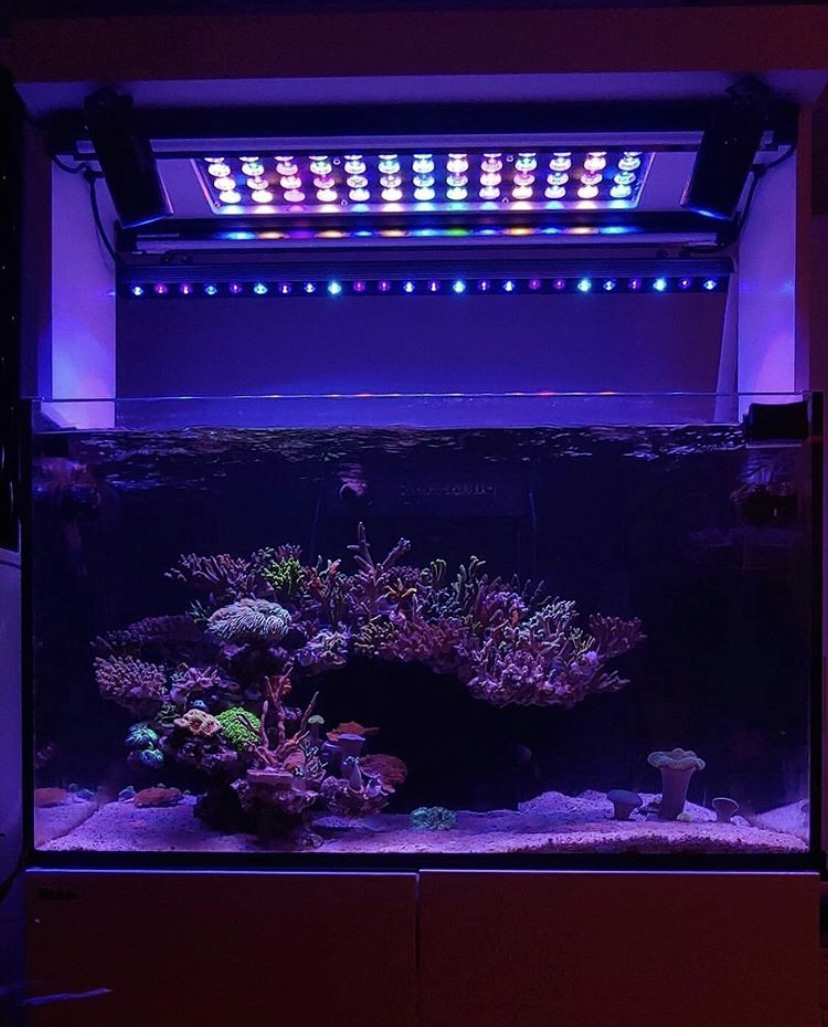 светодиоды для аквариумов сверху orphek 2021