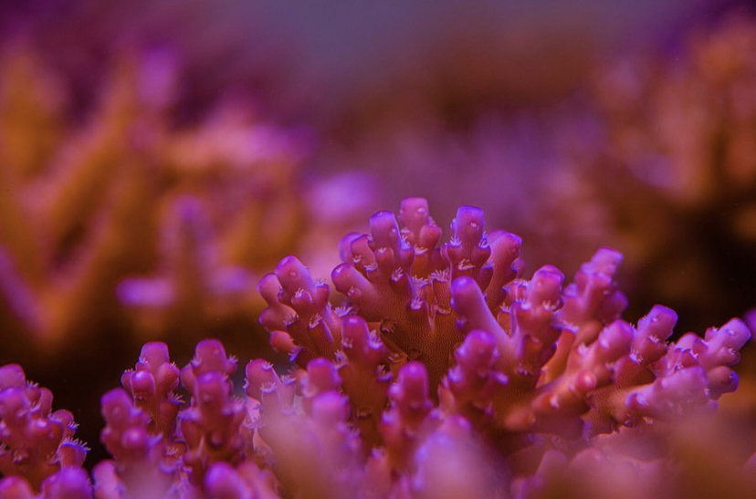 orphek saltvatten korall tank lysdioder