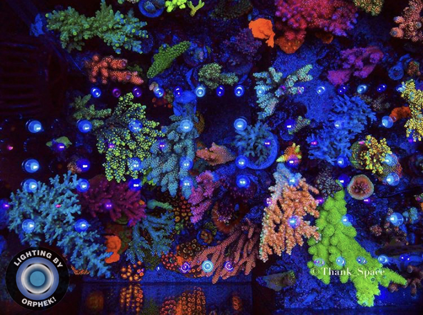 nejlepší barva a růst korálů orphek atlantik