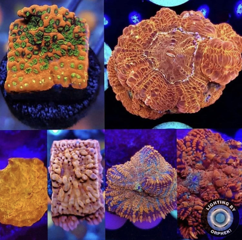 melhor iluminação de corais de aquário de recife