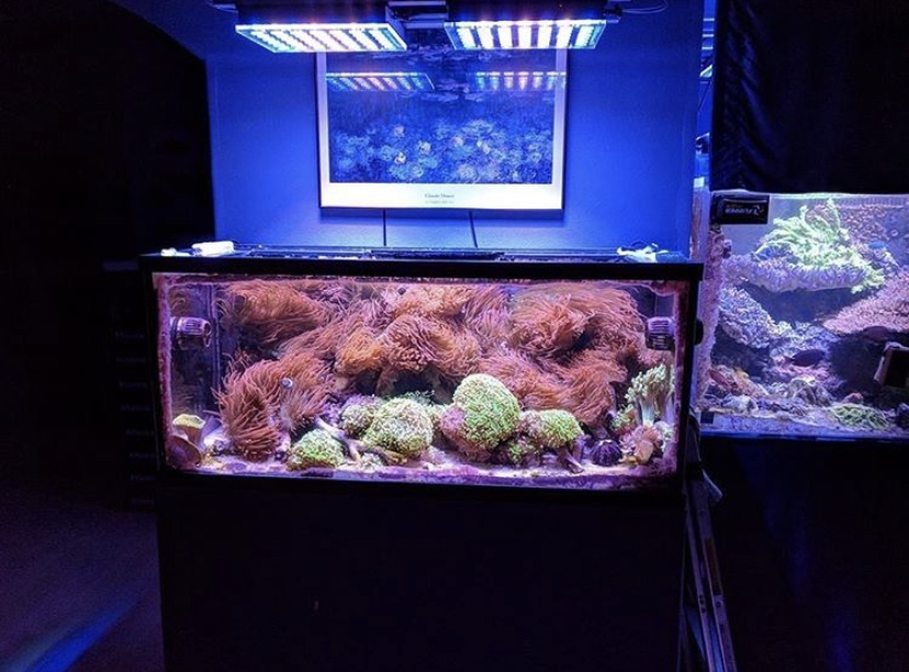 лучшее светодиодное освещение риф orphek