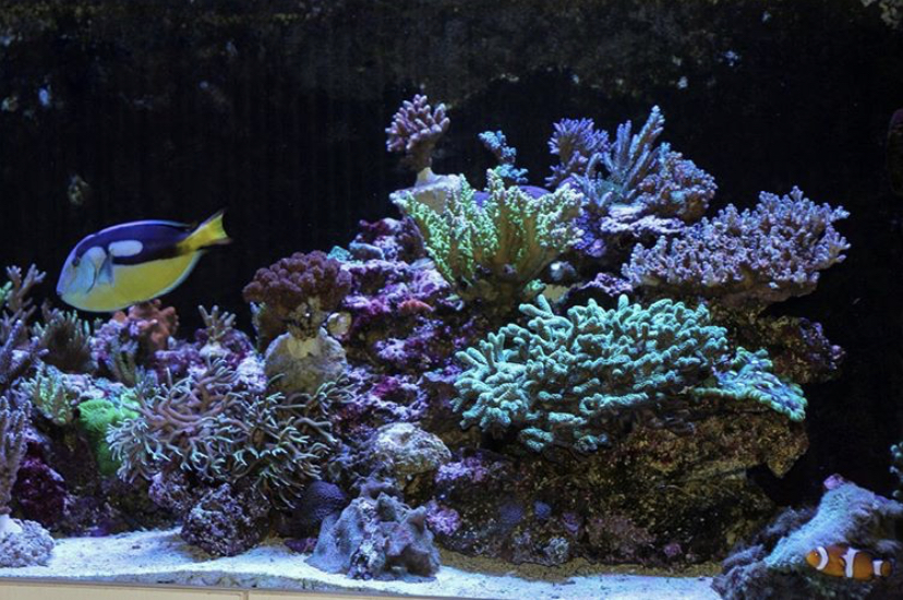 огни коралловых коралловых рифов orphek