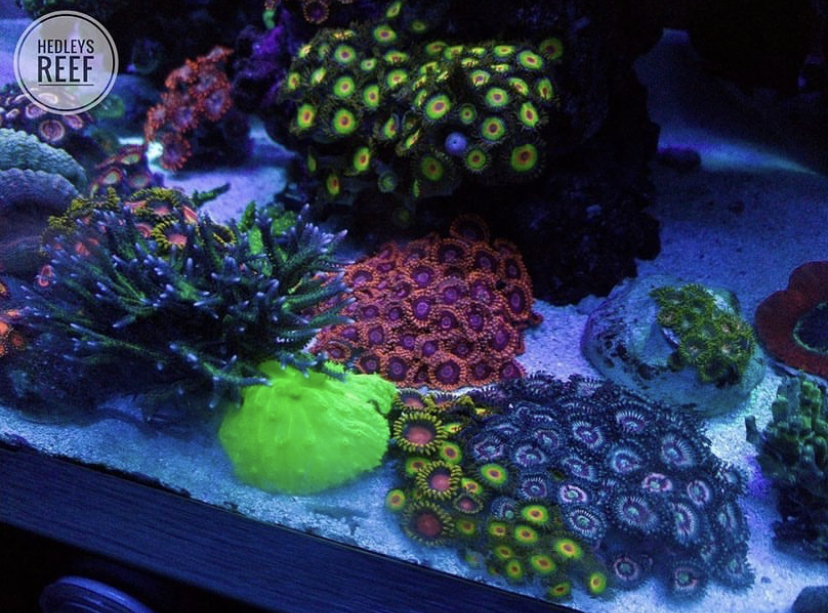 красивая коралловая попса от orphek OR3