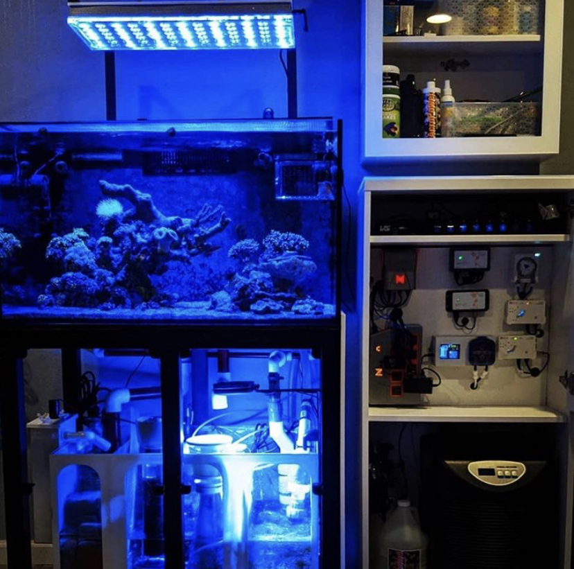 melhor aquário de recife doméstico led