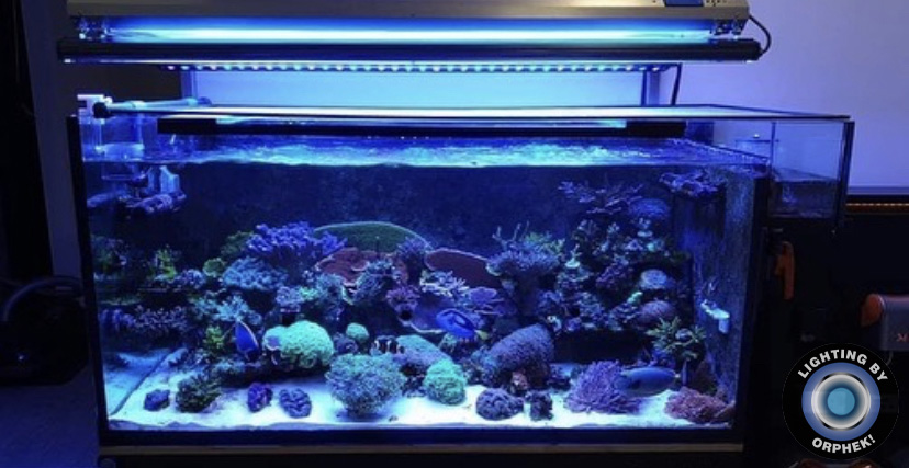mejor tira de LED de arrecife de agua salada 2021