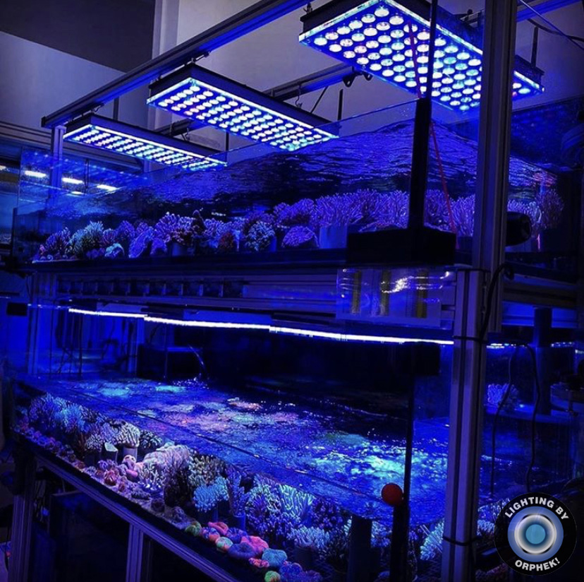 iluminação LED para aquário de recife superior 2021