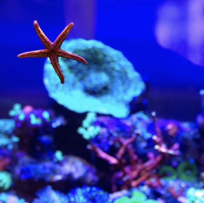 живой морской аквариум светодиодное освещение