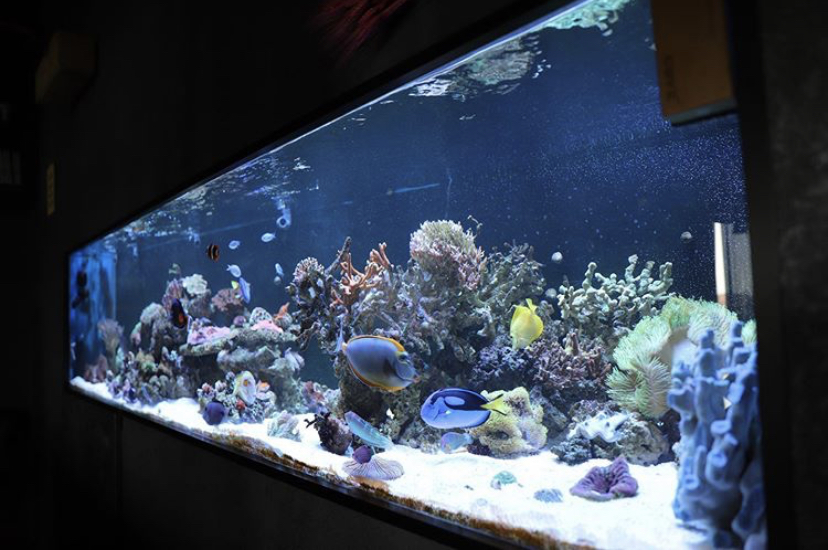 Melhores luzes do aquário púbico de 2021