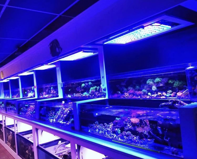 melhores luzes LED de crescimento de recife de aquário