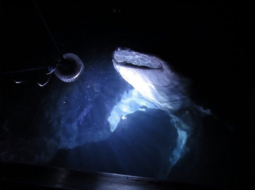 akuarium air asin dipimpin lampu orphek
