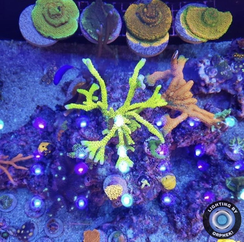 bästa sps korall växande ljus atlantik v4