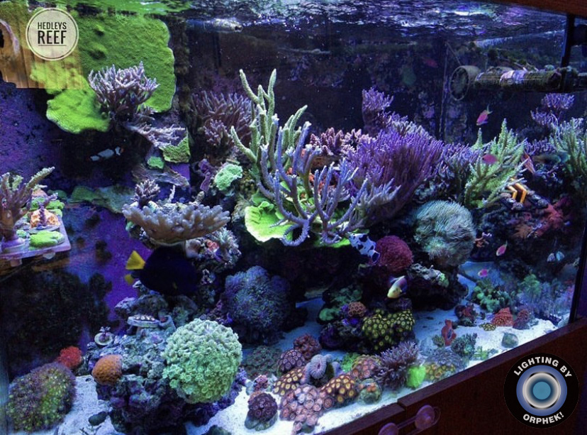 верхний аквариум светодиодный бар orphek OR3