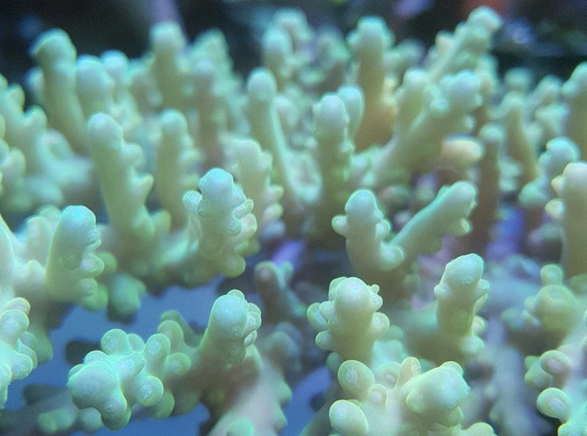 sps corais melhor iluminação