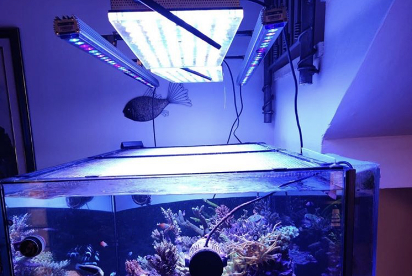 orphek atlatnik v4 melhor luz de aquário