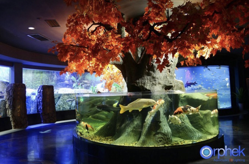 2021 LED d'aquarium public les plus puissantes
