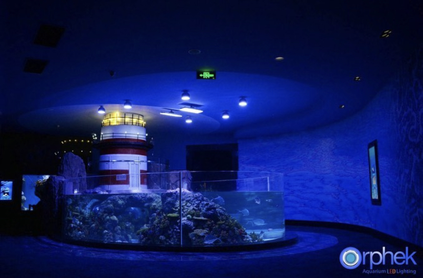 orphek melhores luzes de aquário de recife