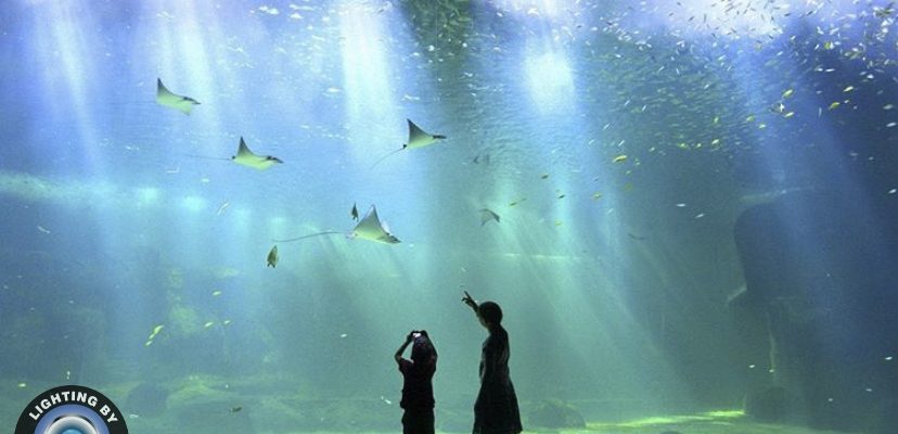 strongest aquarium led light amazonas 500 watt